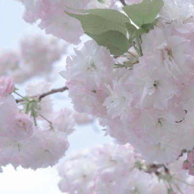 紫云FurryQQ群介绍